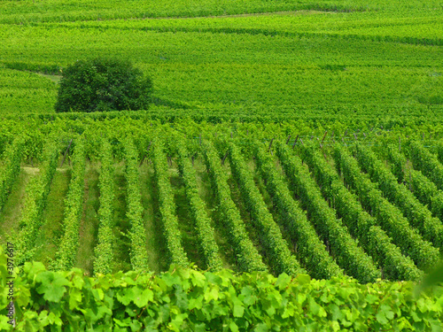 Vignoble