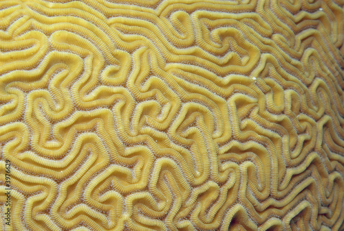 Brain Coral, Bonaire. 