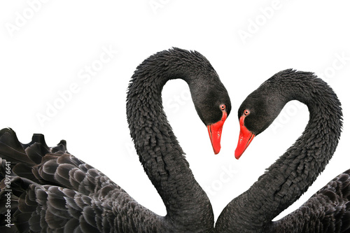 Black swans photo