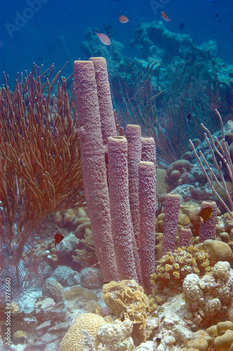 Underwater Bonaire: Sponges and Corals #3976660
