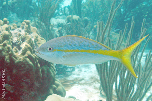 Yellowtail snapper, Bonaire.