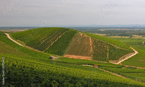 Vignoble sur la colline