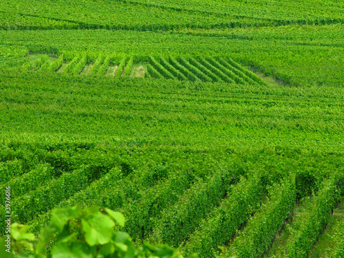 Vignoble