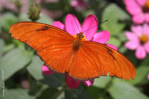 Orange Butterfly © Noel Powell
