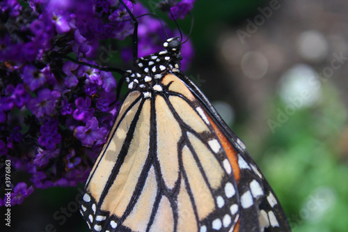 Monarch Butterfly © Noel Powell
