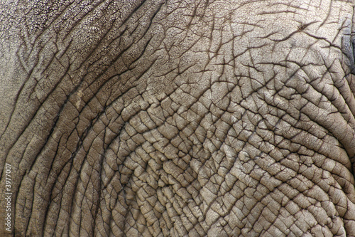 Elephant Skin © Noel Powell