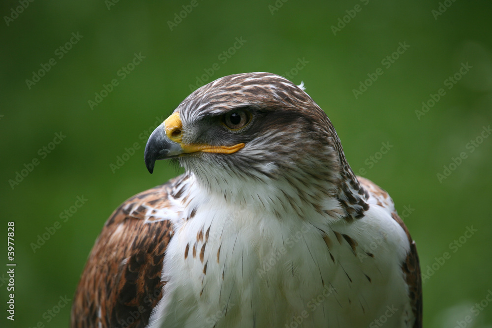 Königsrauhfußbussard Königsrauhfußbussard
