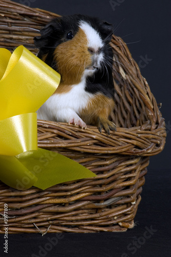 pig in a basket