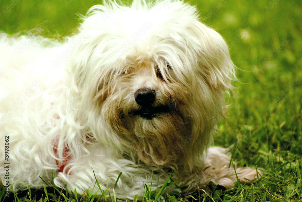 Shaggy Maltese Dog