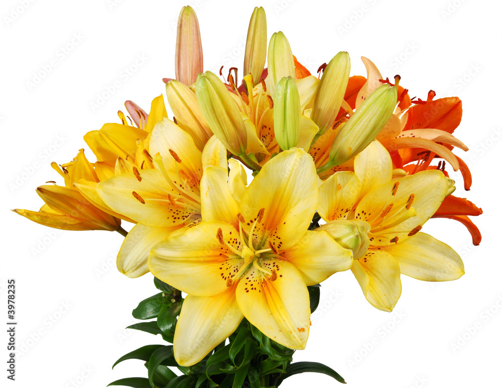 The lilly's bouquet