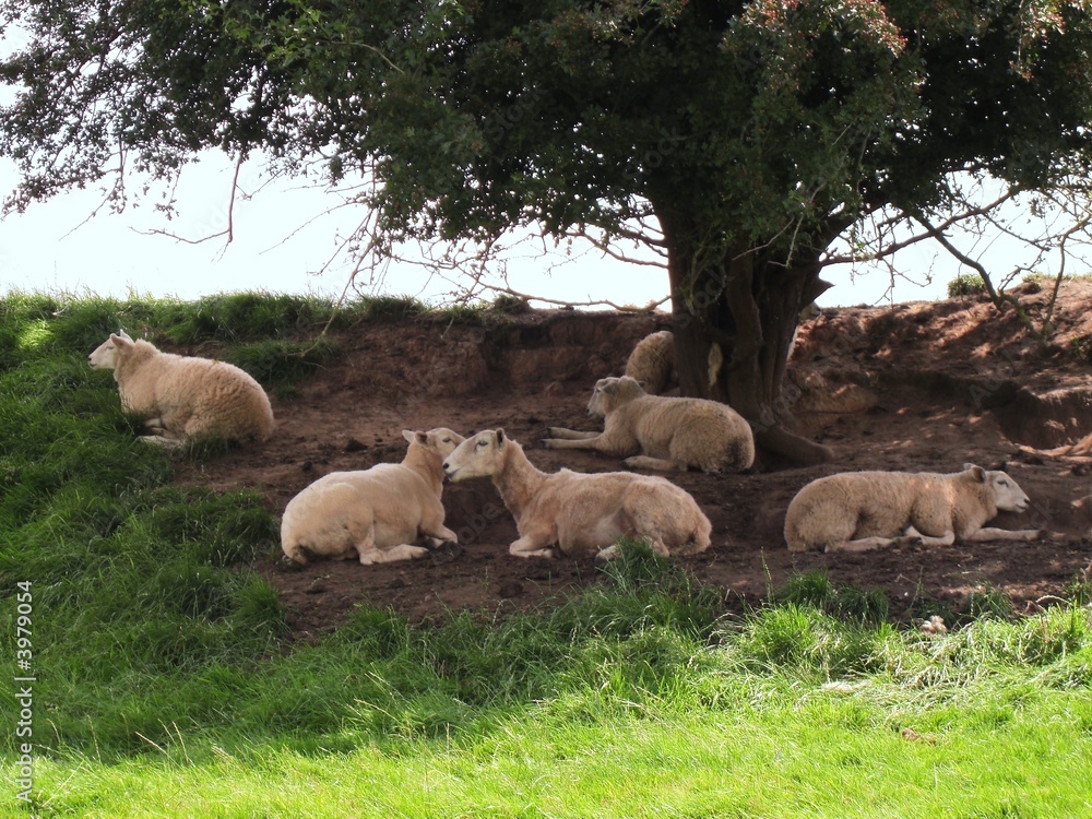 Obraz premium Sheep Resting