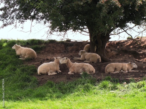 Sheep Resting © Hedgehog