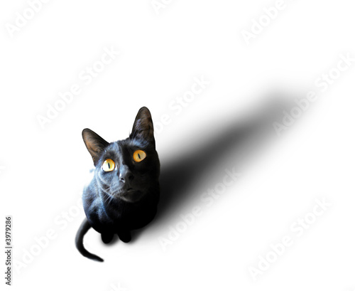 chat noir