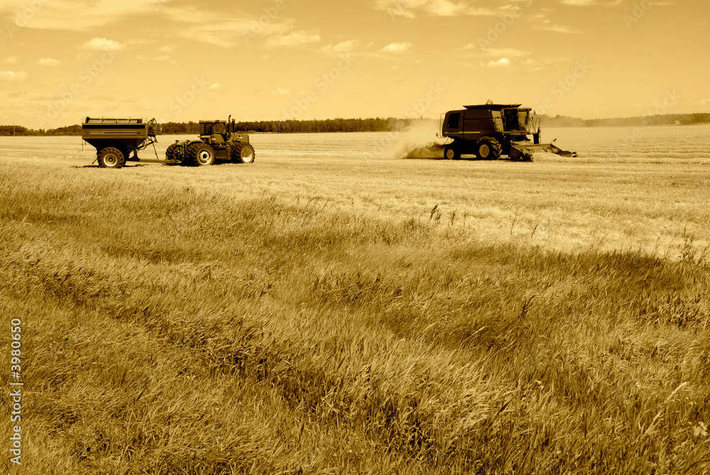 Harvesting wheat in the prairies