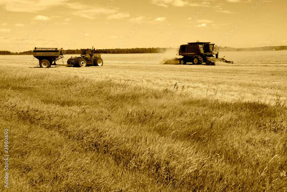 Obraz premium Harvesting wheat in the prairies