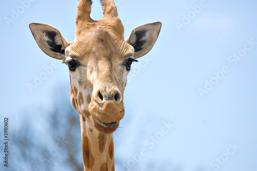 Canvas Print giraffe looking at camera