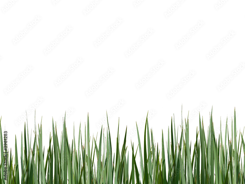 Obraz premium Green grass