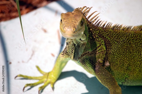 Green Iguana Close-up