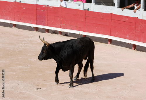 Camargue bull in the bullfighting arena in Arles, France