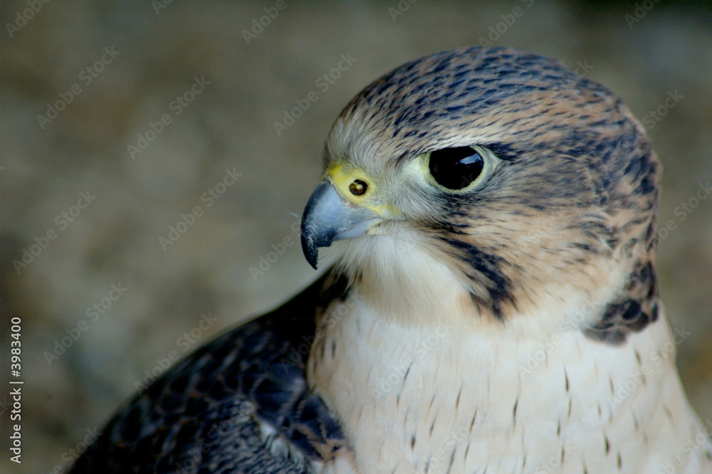 Obraz premium falcon