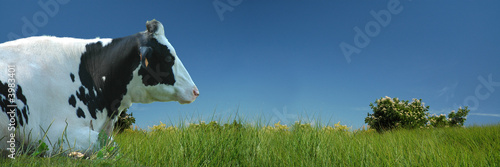 Vache couchée dans le pré