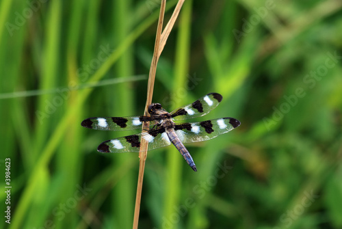 Dragonfly photo