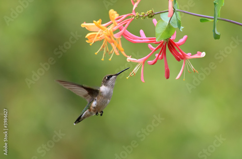 Hummingbird and Honeysuckle #3984627