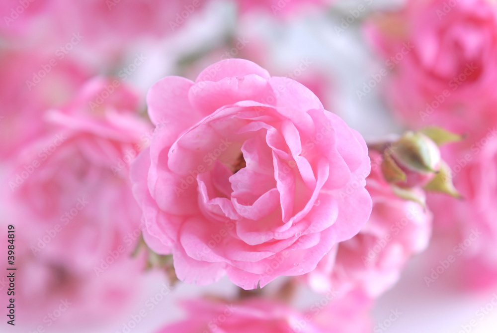 Obraz premium pink rose