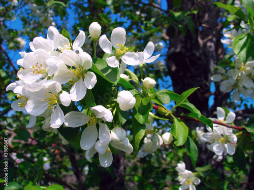 apple tree flowers photo