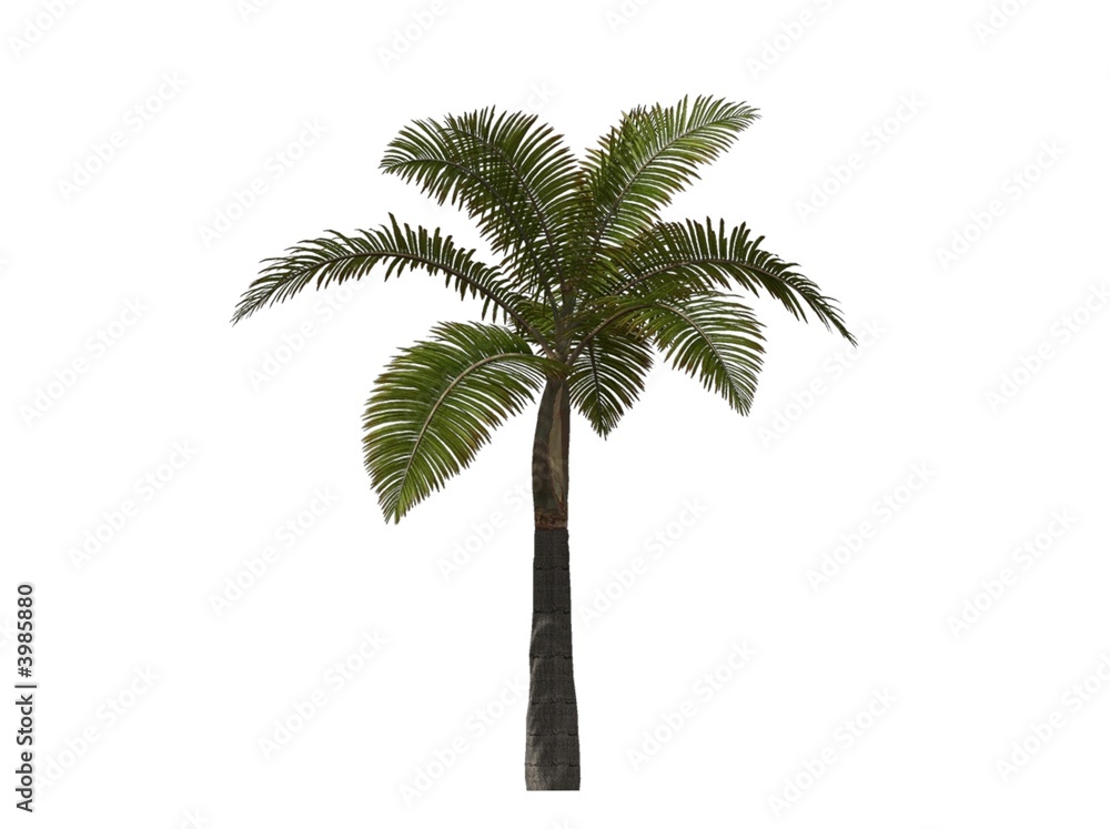 Obraz premium Palm Tree