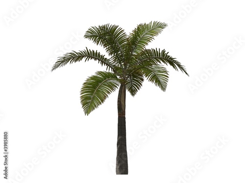 Palm Tree