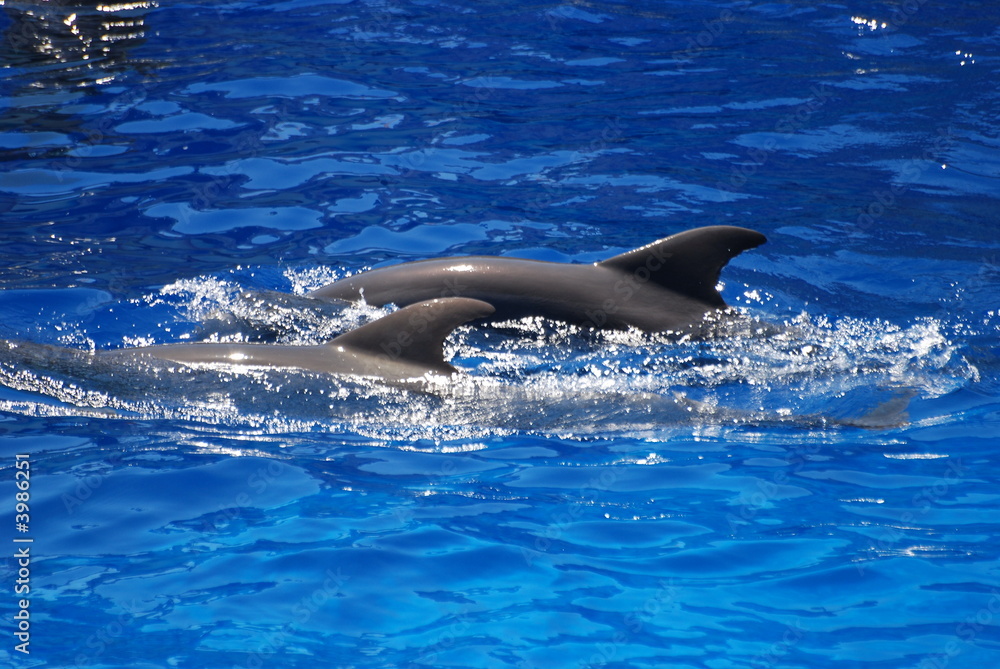 Obraz premium Duo dauphin