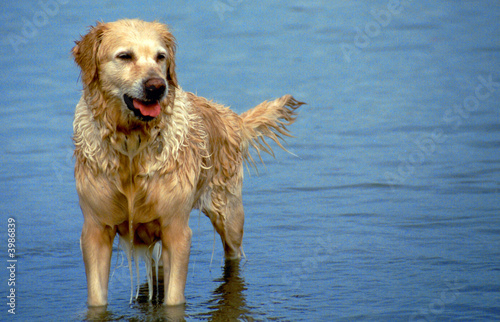 golden retriever