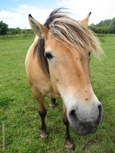 CHEVAL CURIEUX