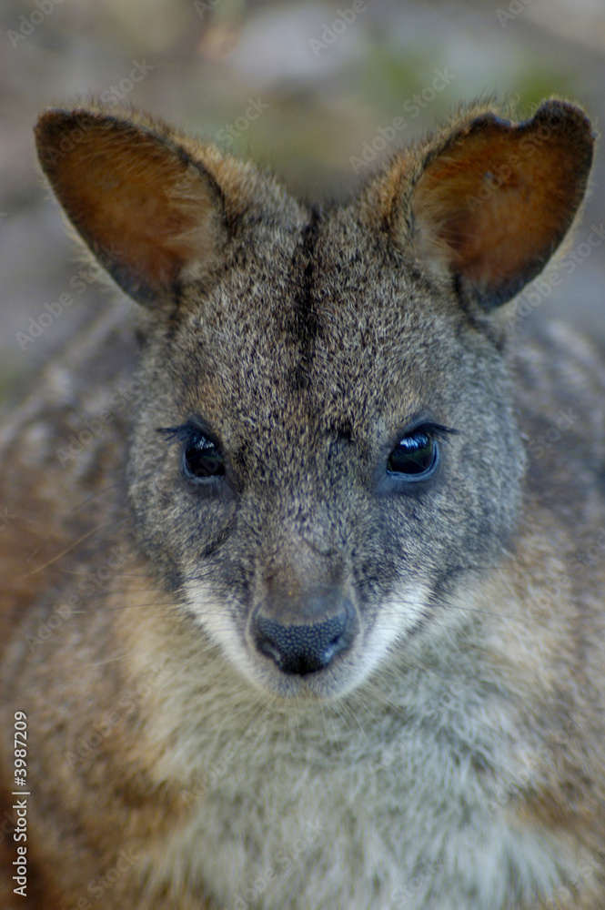 wallabie