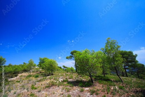 pins en provence