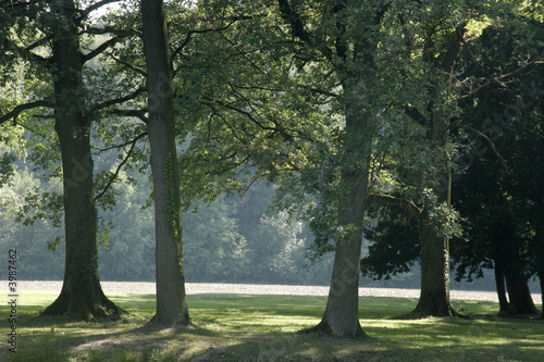 Tableau sur toile Arbres tranquilles