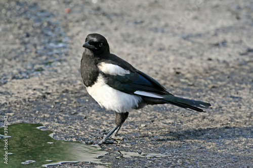 Impudent and mean magpie.