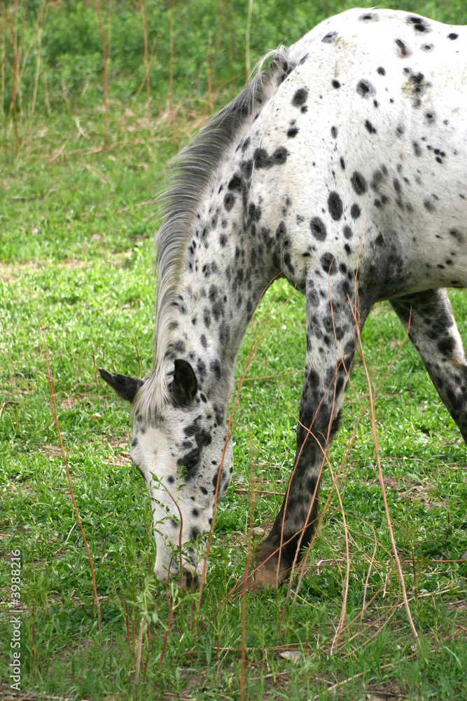 Leopard Appaloosa (Equus caballus) Leopard Appaloosa (Equus caballus)