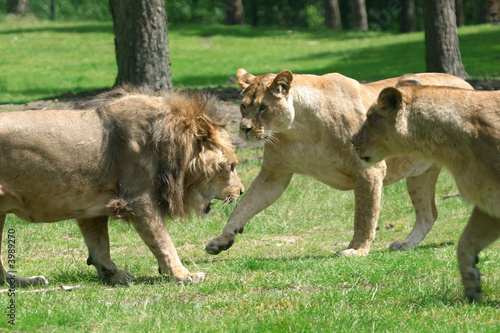 fighting lions