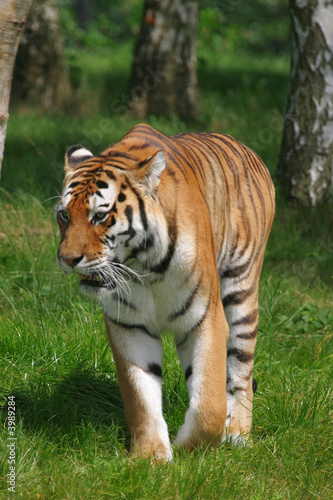 tiger