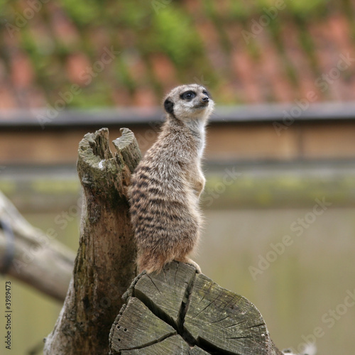 Meerkat