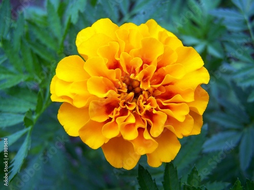 light orange marigold photo