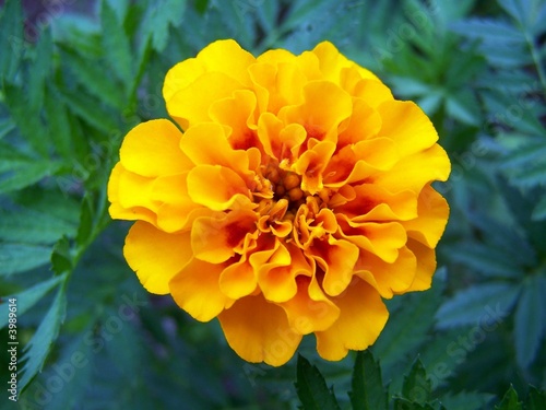 light orange marigold