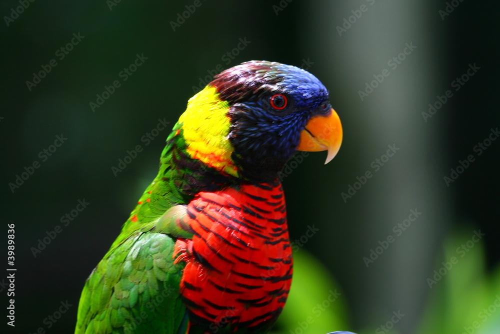 green-naped lorikeet green-naped lorikeet