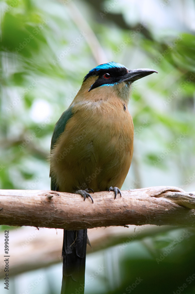 Fototapeta premium Blue-Crowned Motmot