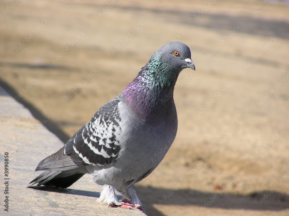 Pigeon at the bBeach Pigeon at the bBeach