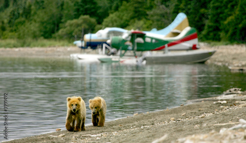 Grizzly cubs and float planes, Katmai NP, Alaska
