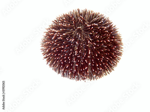 urchin