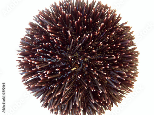 urchin